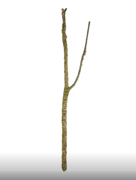 PROREP CORK OAK BRANCH 80-100CM